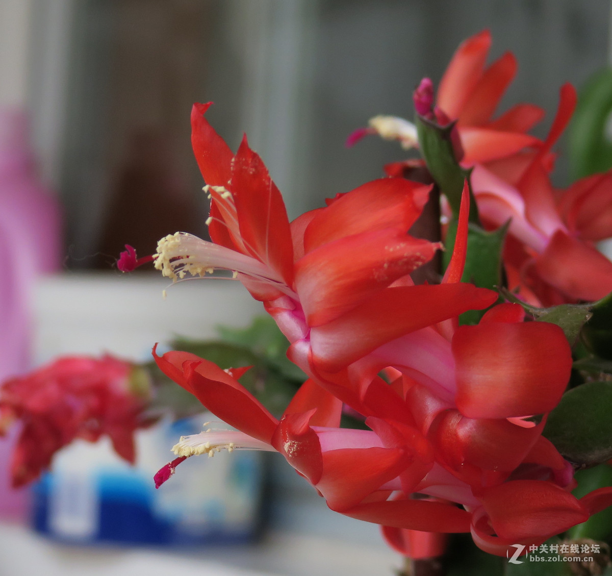 拍花，d750与佳能G3X比较，新增10米拍药瓶长焦比较，请大家评述。