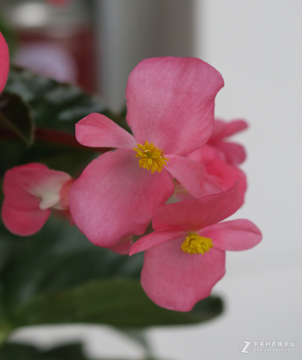 拍花，d750与佳能G3X比较，新增10米拍药瓶长焦比较，请大家评述。