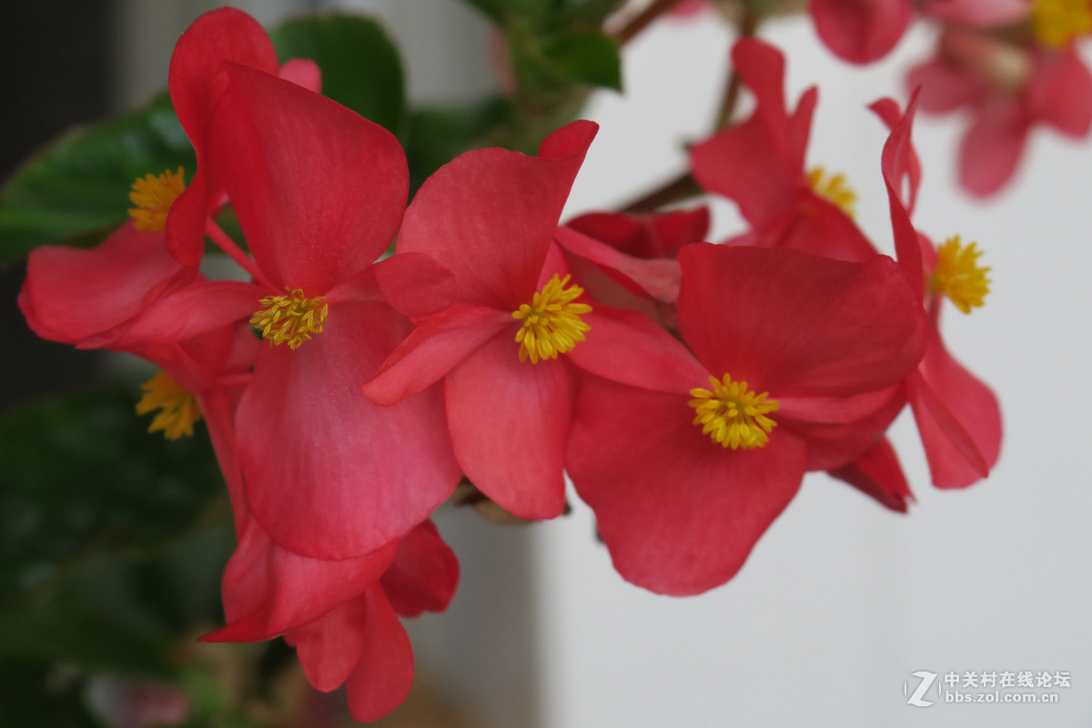 拍花，d750与佳能G3X比较，新增10米拍药瓶长焦比较，请大家评述。