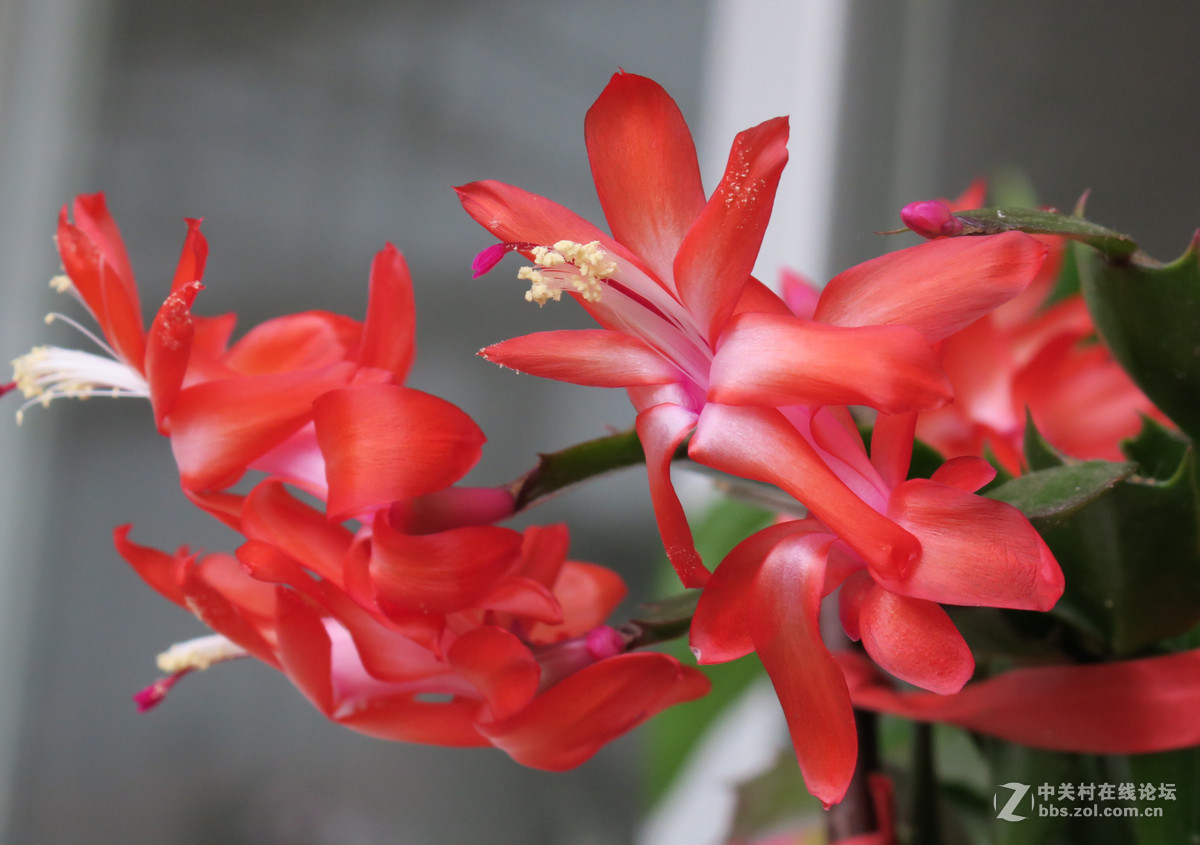 拍花，d750与佳能G3X比较，新增10米拍药瓶长焦比较，请大家评述。