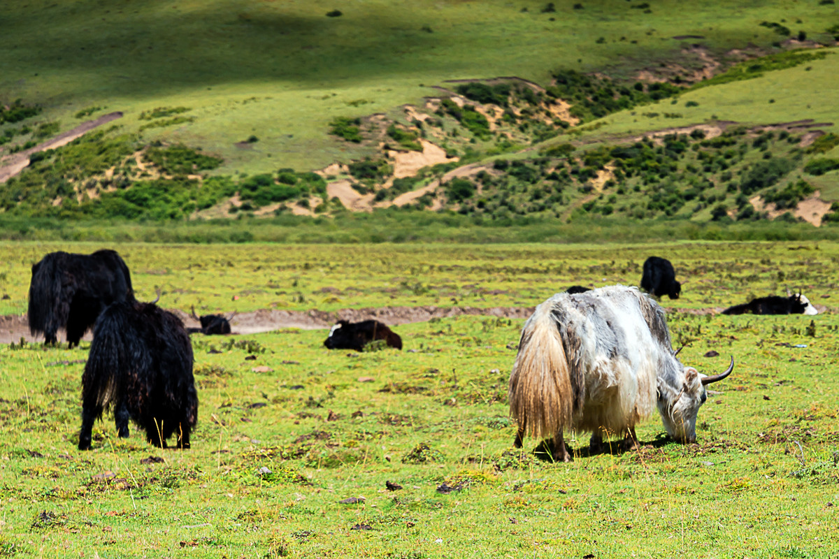 川西风光  《若尔盖大草原》