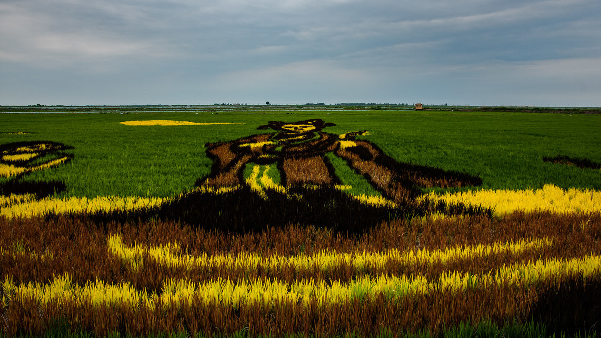 盘锦稻田画一组