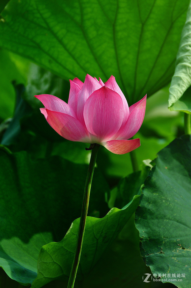 长沙烈士公园荷花红艳艳中