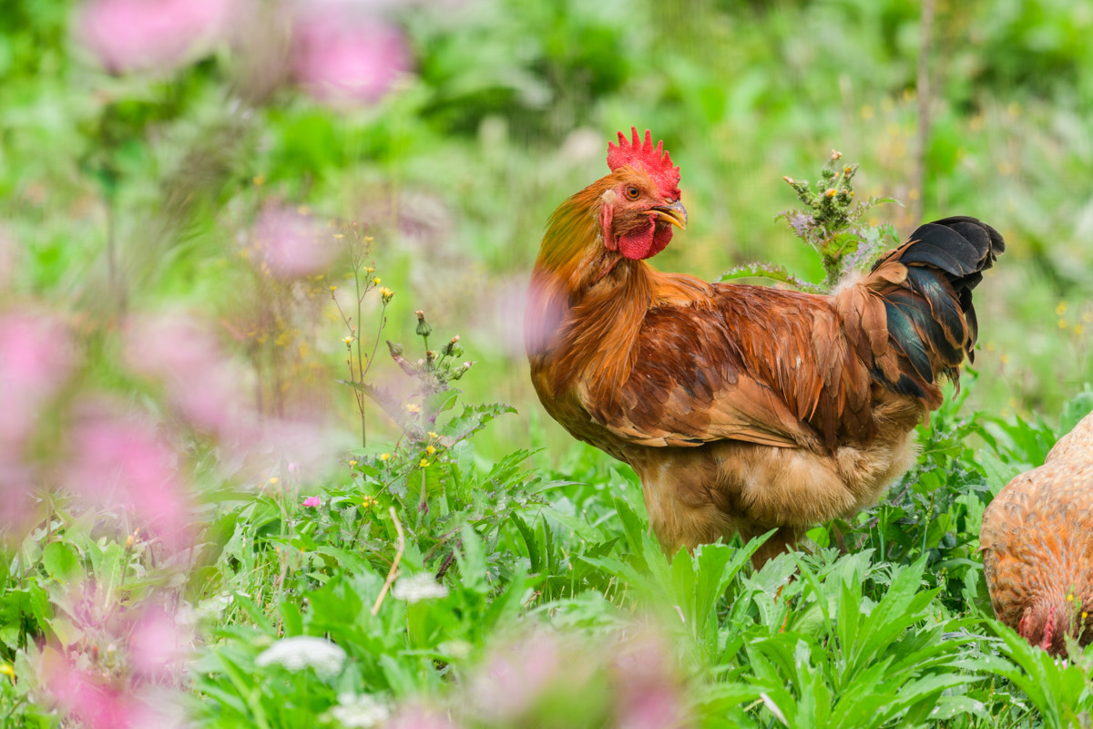 本命年的幸福生活