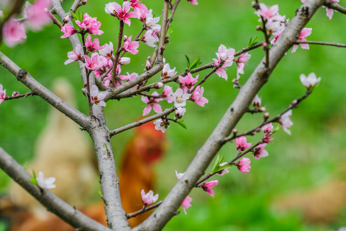 本命年的幸福生活