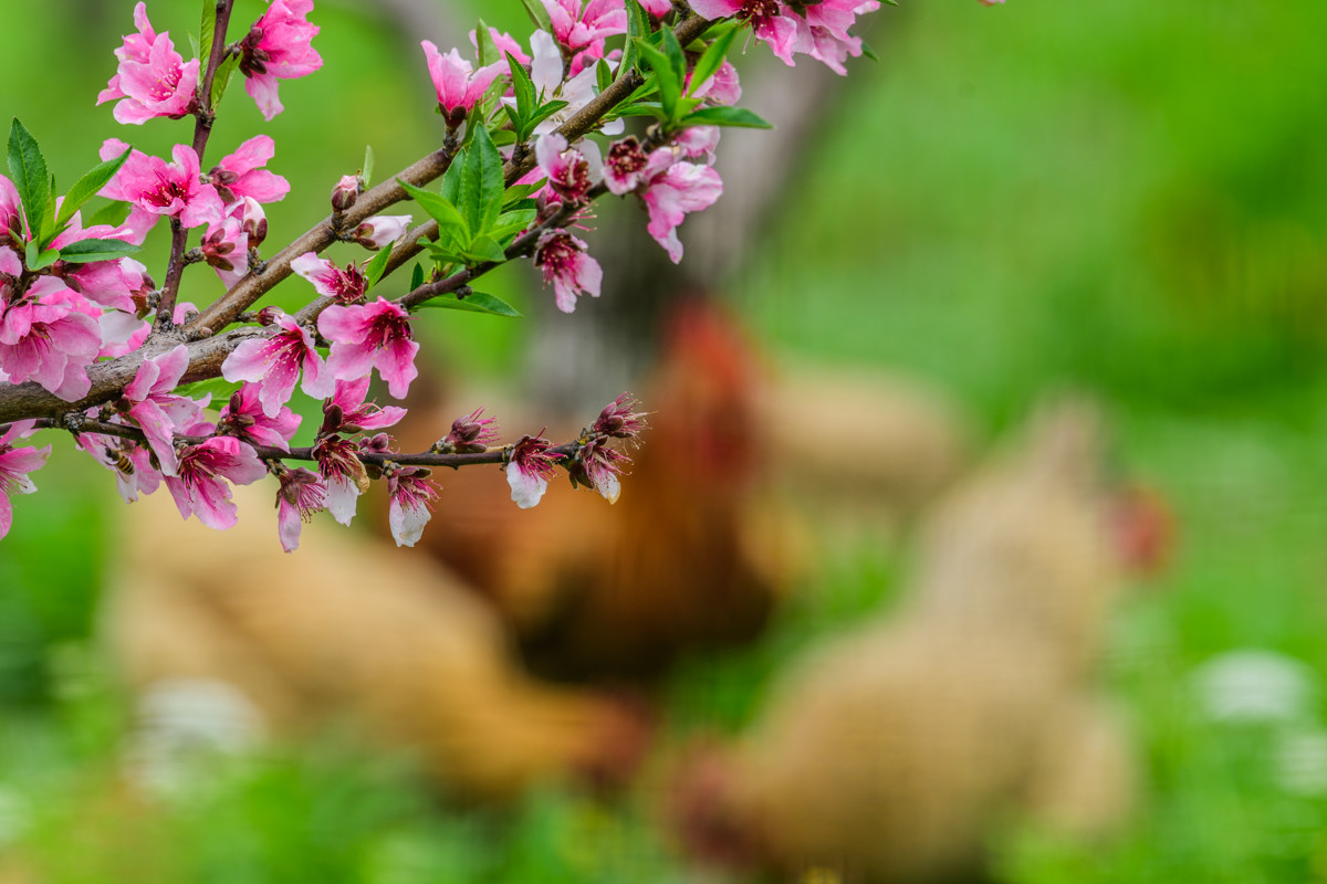 本命年的幸福生活