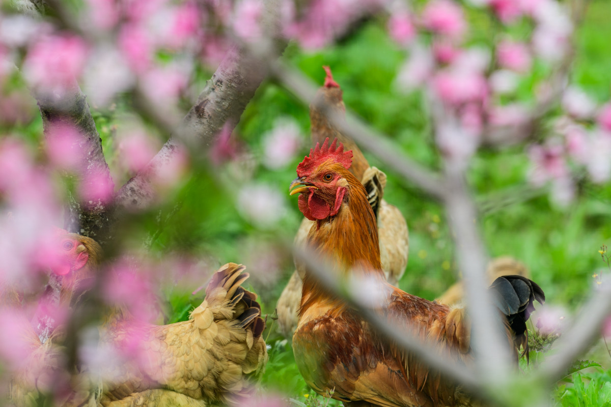 本命年的幸福生活