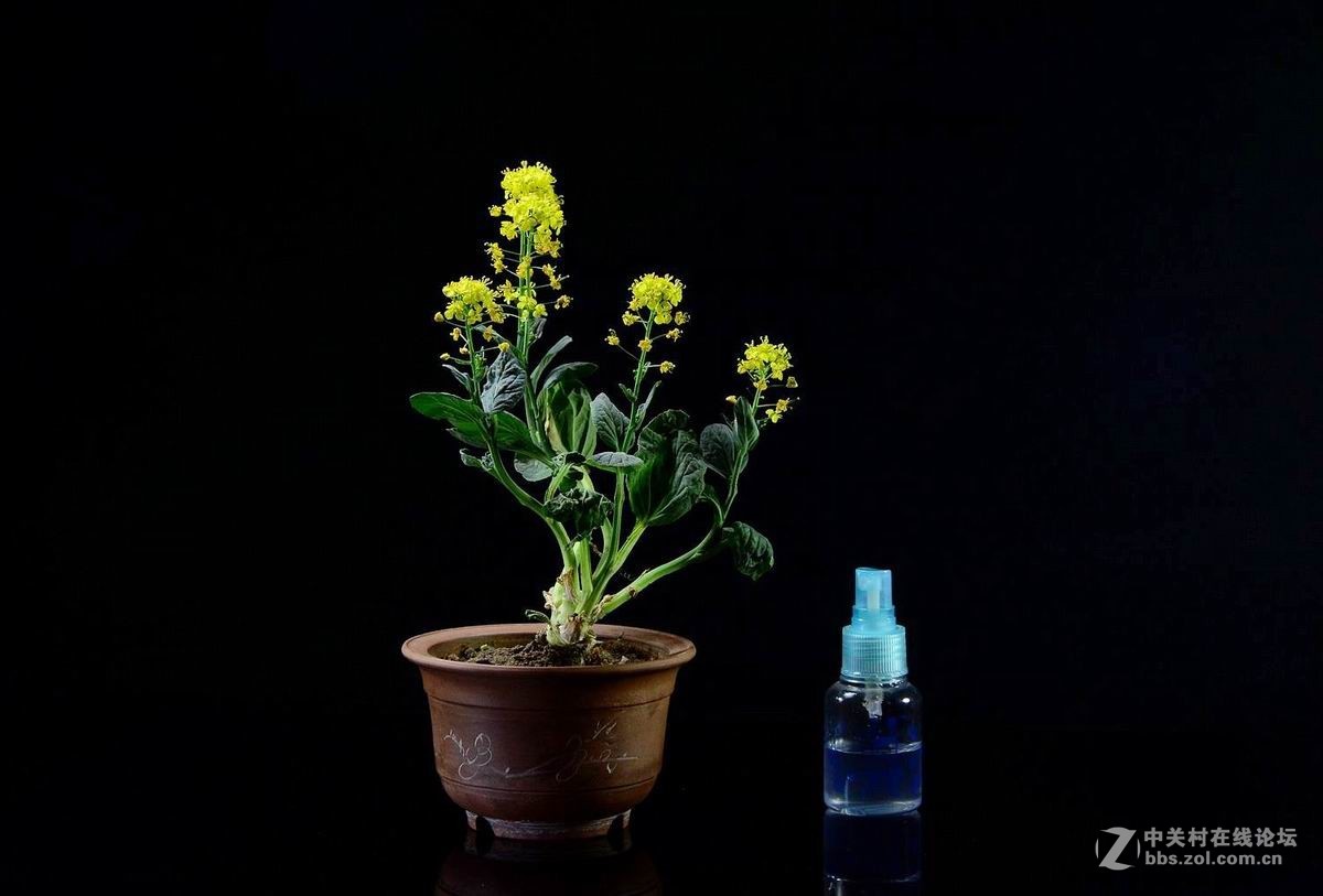 油菜花