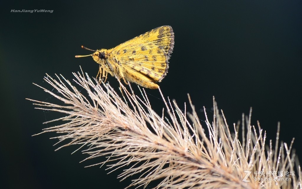 #版主坐堂# 2017年10月份微距星空(中国)优秀作品汇编