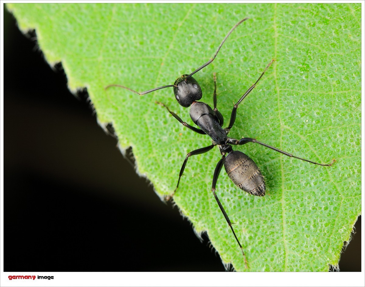 #版主坐堂# 2017年10月份微距星空(中国)优秀作品汇编