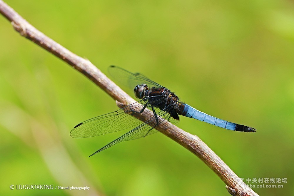#版主坐堂# 2017年10月份微距星空(中国)优秀作品汇编