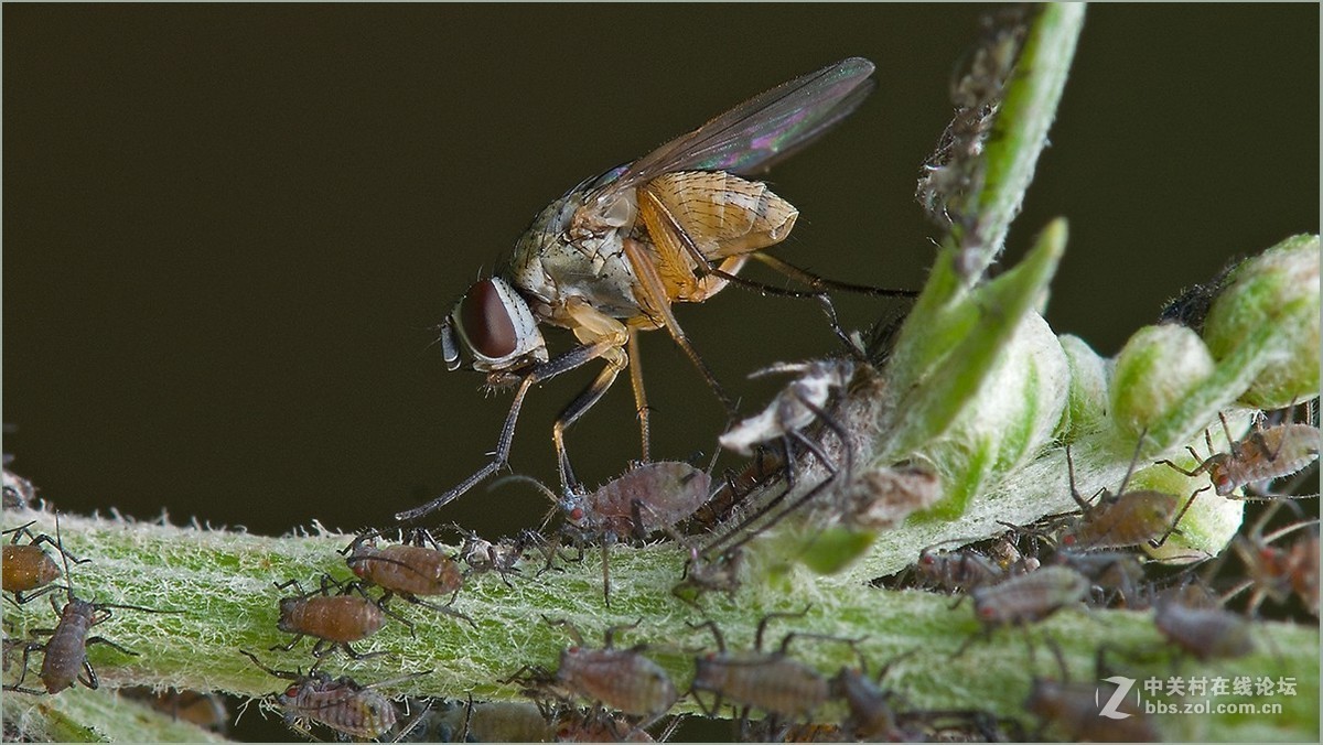 #版主坐堂# 2017年10月份微距星空(中国)优秀作品汇编