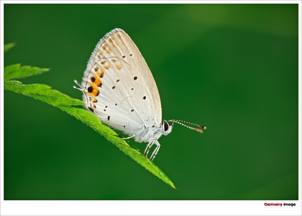 #版主坐堂# 2017年10月份微距星空(中国)优秀作品汇编