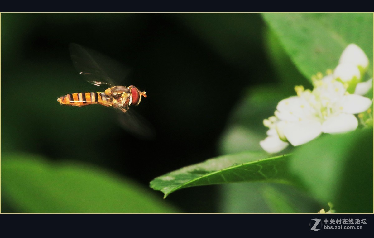 #版主坐堂# 2017年10月份微距星空(中国)优秀作品汇编