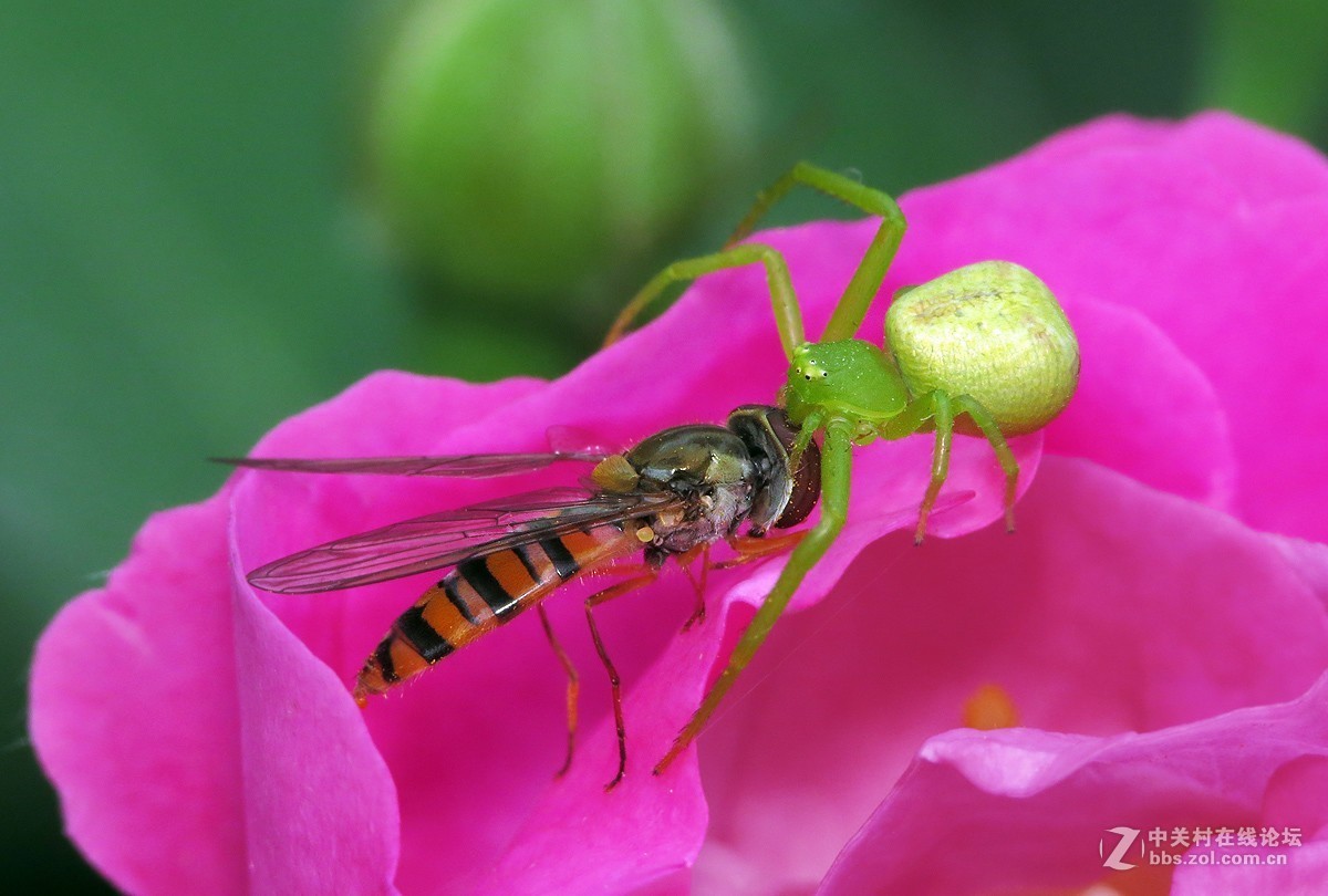 #版主坐堂# 2017年10月份微距星空(中国)优秀作品汇编