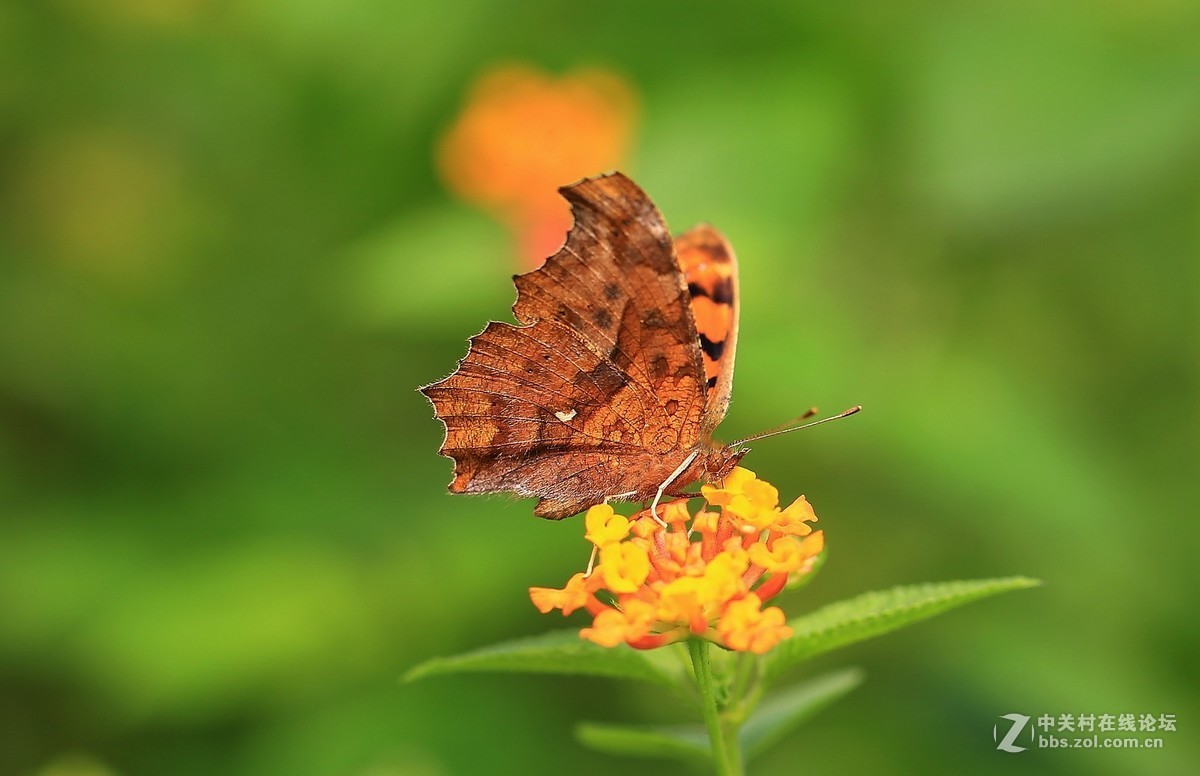 #版主坐堂# 2017年10月份微距星空(中国)优秀作品汇编