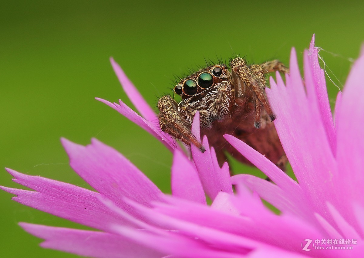 #版主坐堂# 2017年10月份微距星空(中国)优秀作品汇编