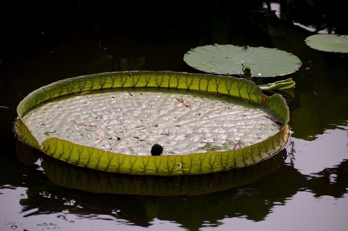 大 王  莲 ---------。