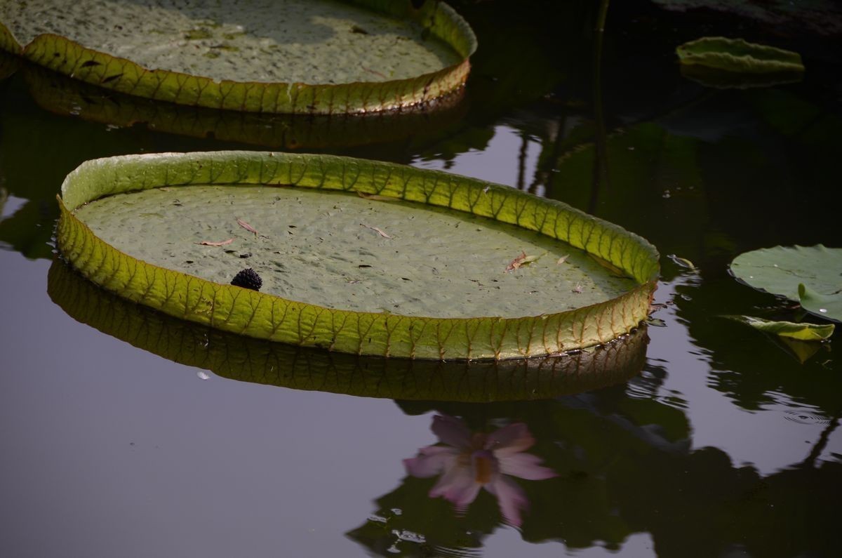 大 王  莲 ---------。