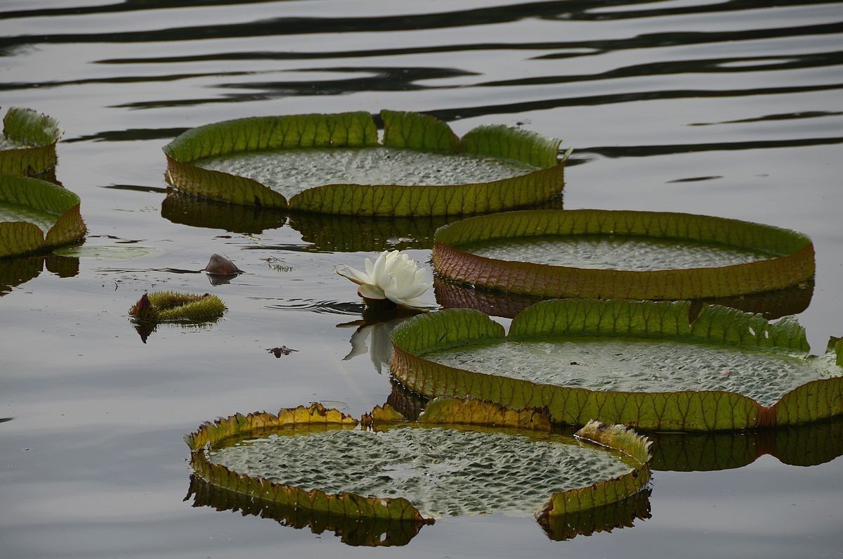 大 王  莲 ---------。