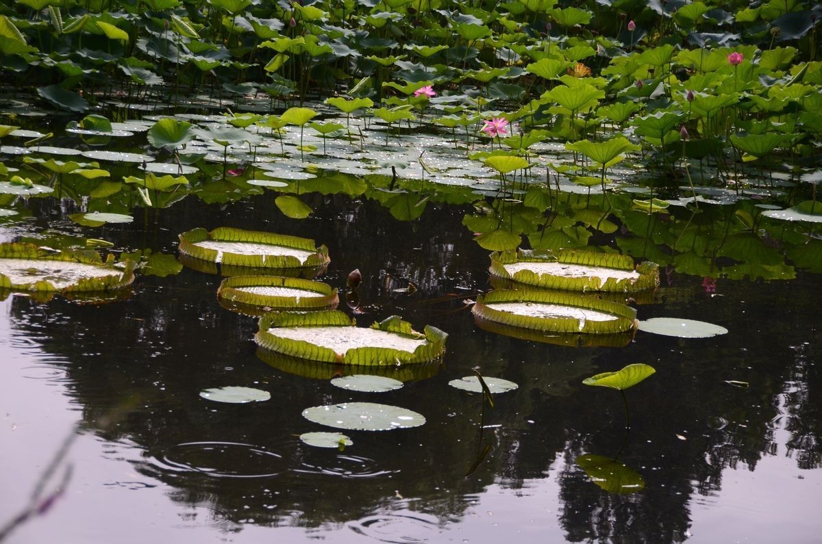 大 王  莲 ---------。