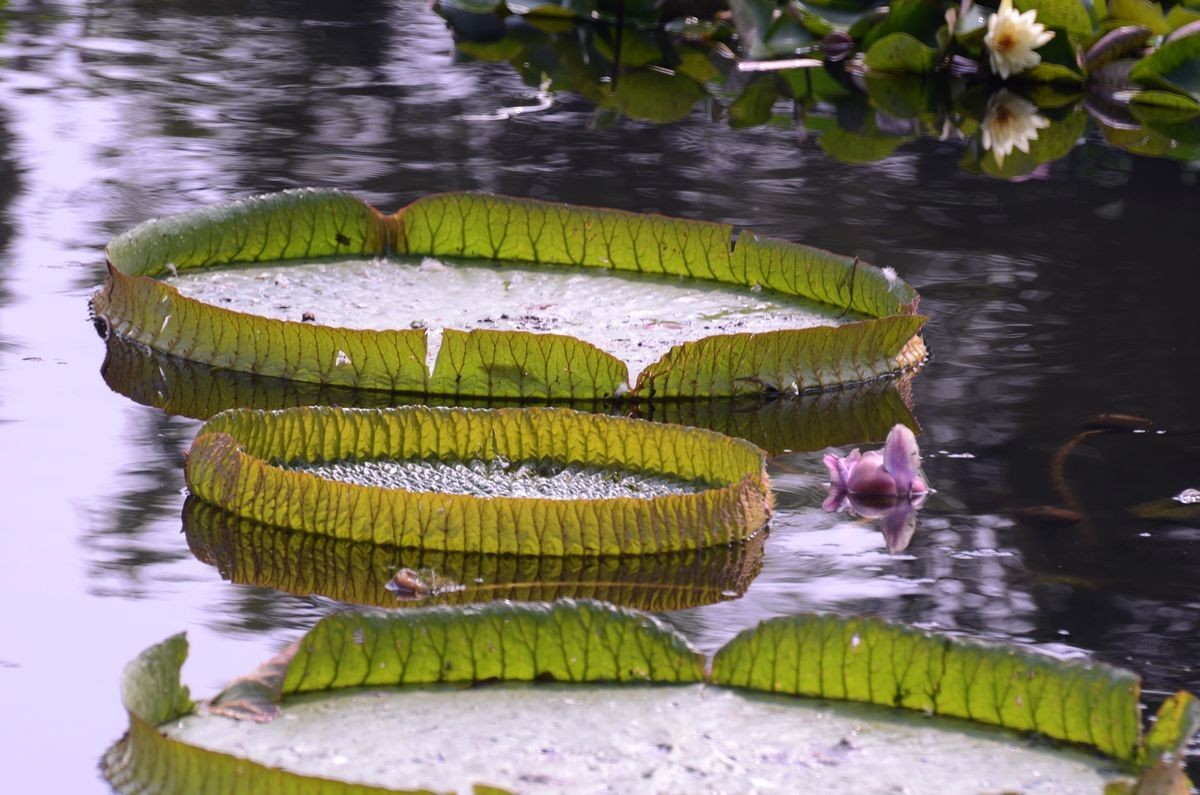 大 王  莲 ---------。