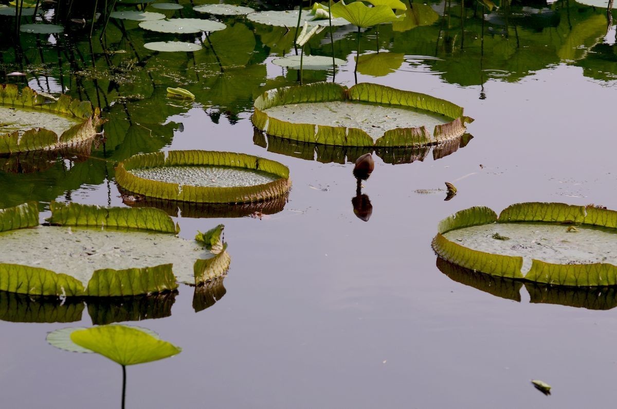 大 王  莲 ---------。