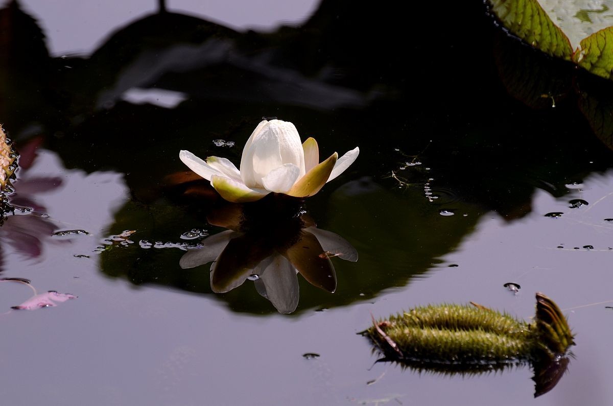 大 王  莲 ---------。