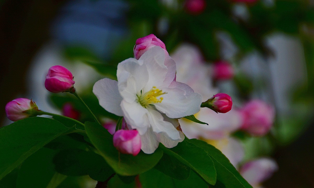 白里透红娇海棠