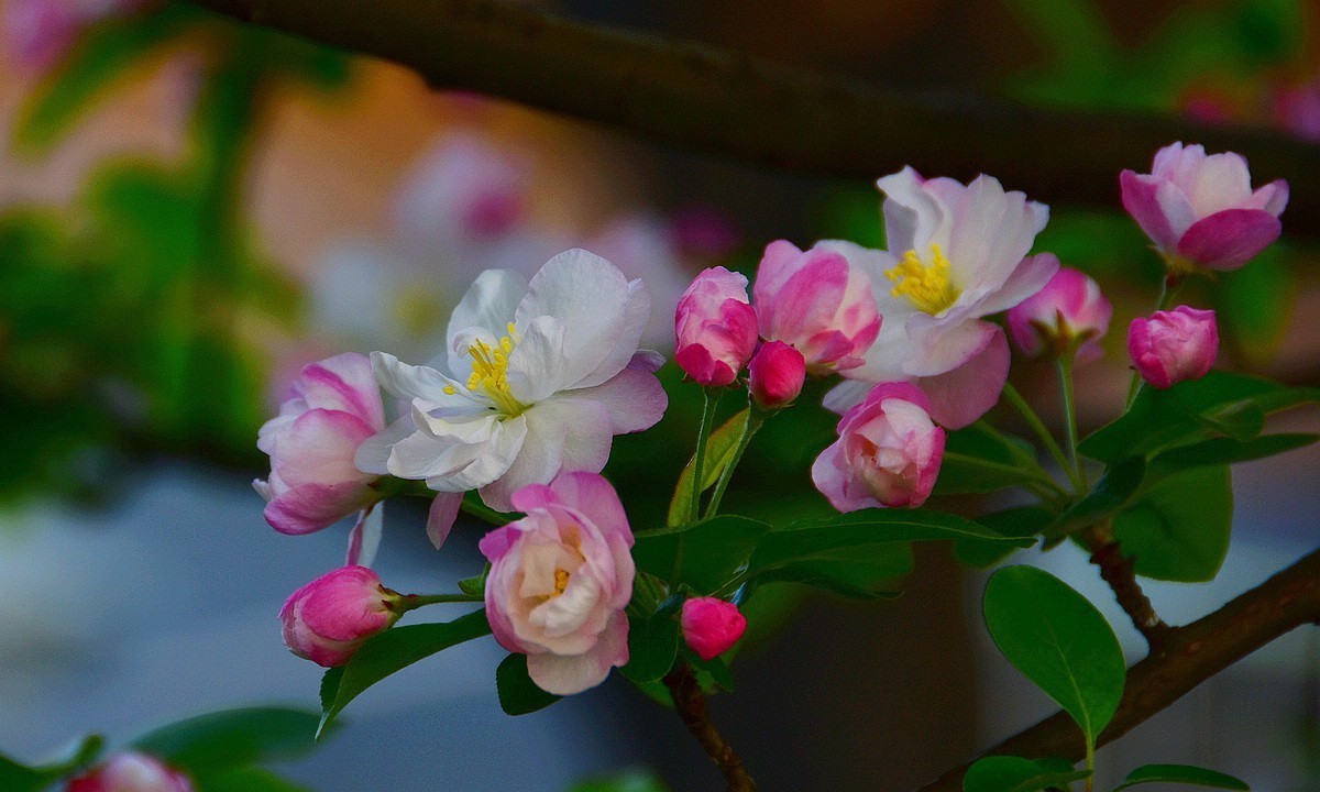 白里透红娇海棠