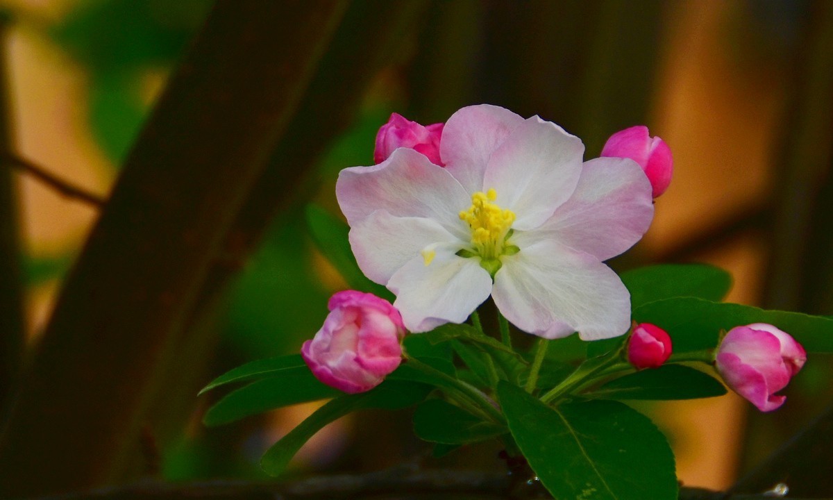 白里透红娇海棠