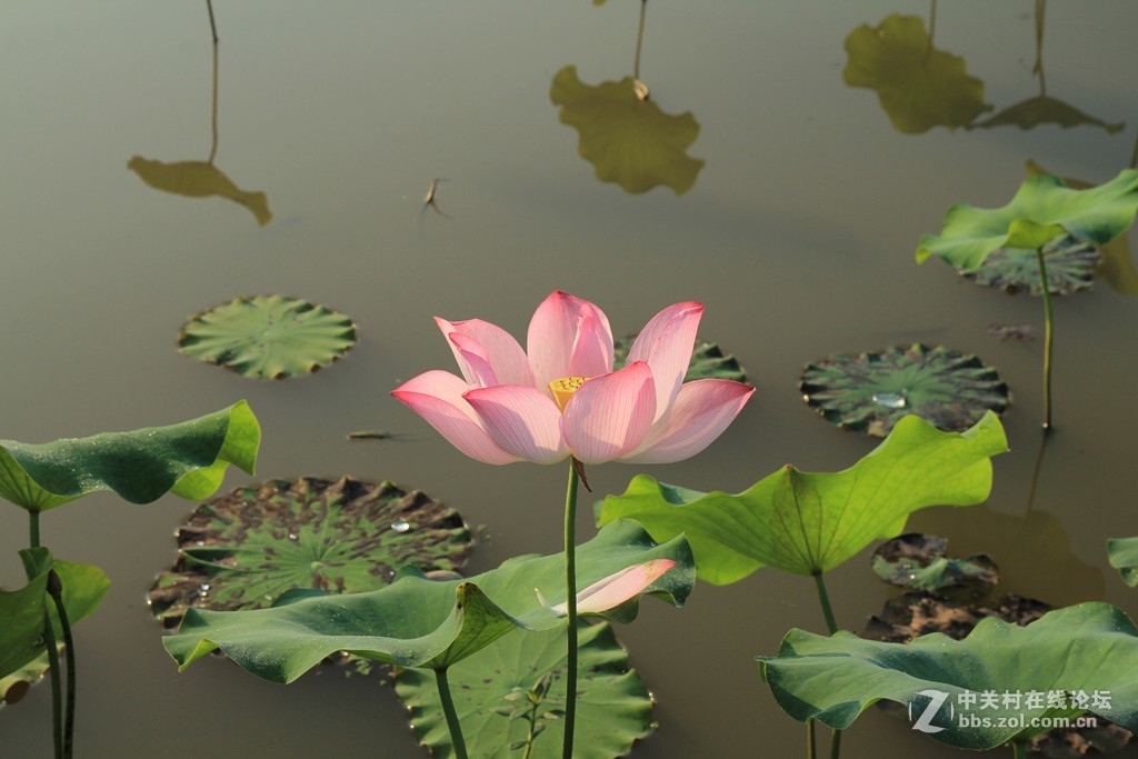 荷花之美在清晨