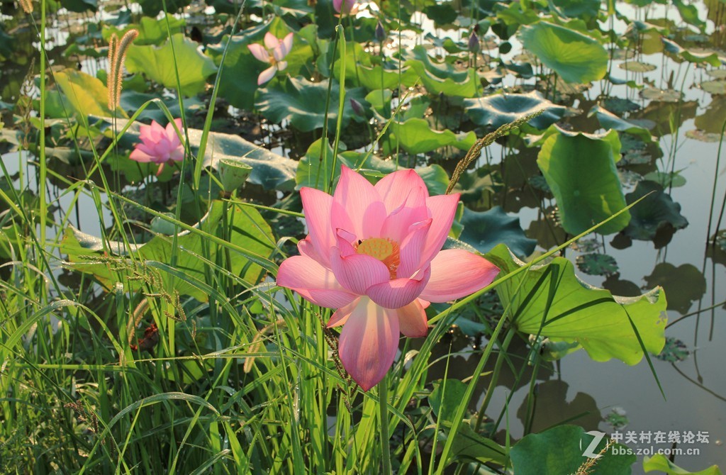 荷花之美在清晨
