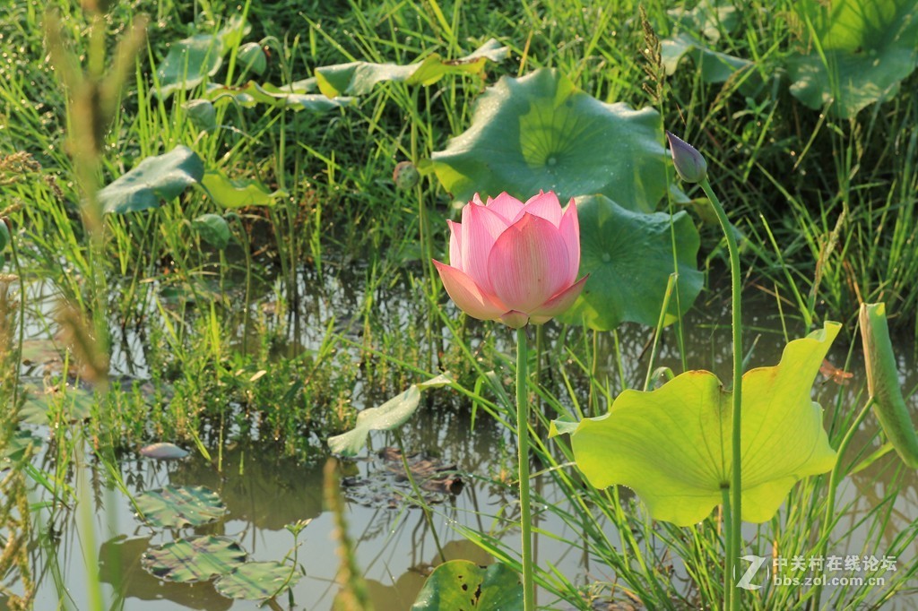 荷花之美在清晨