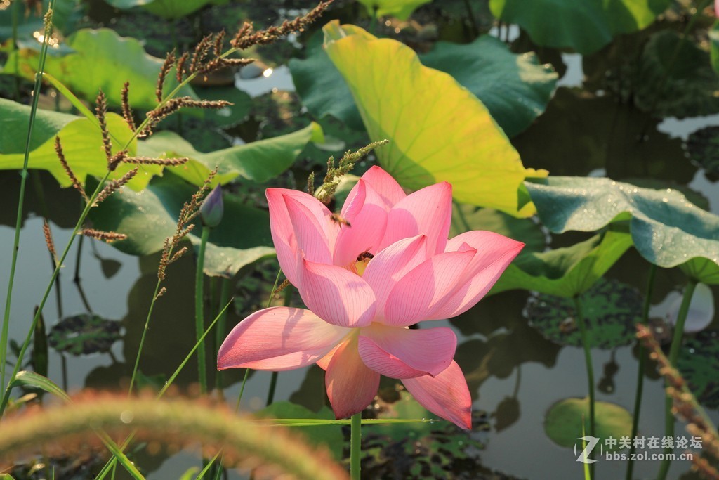 荷花之美在清晨