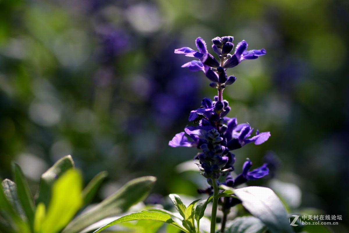 （479）   鼠尾草