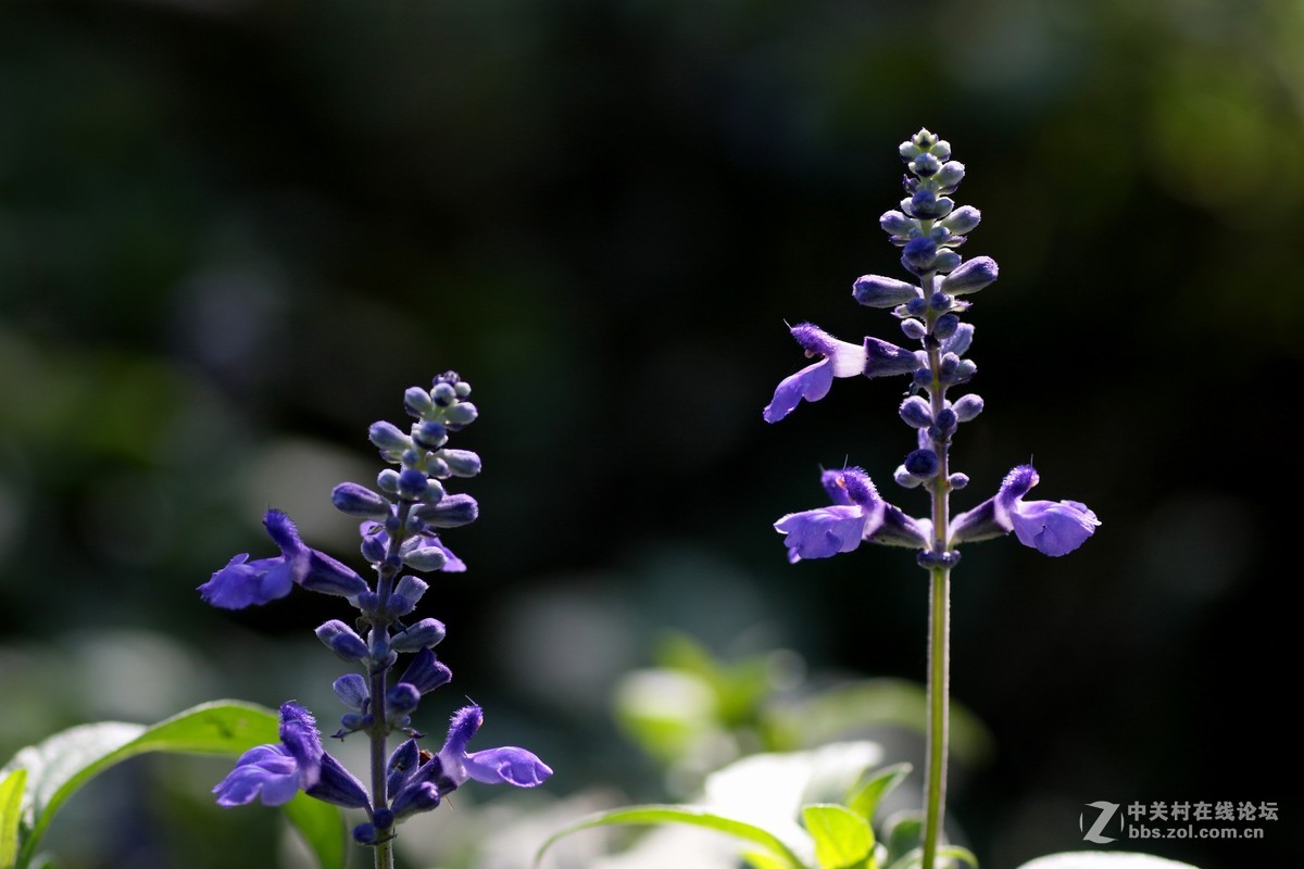 （479）   鼠尾草