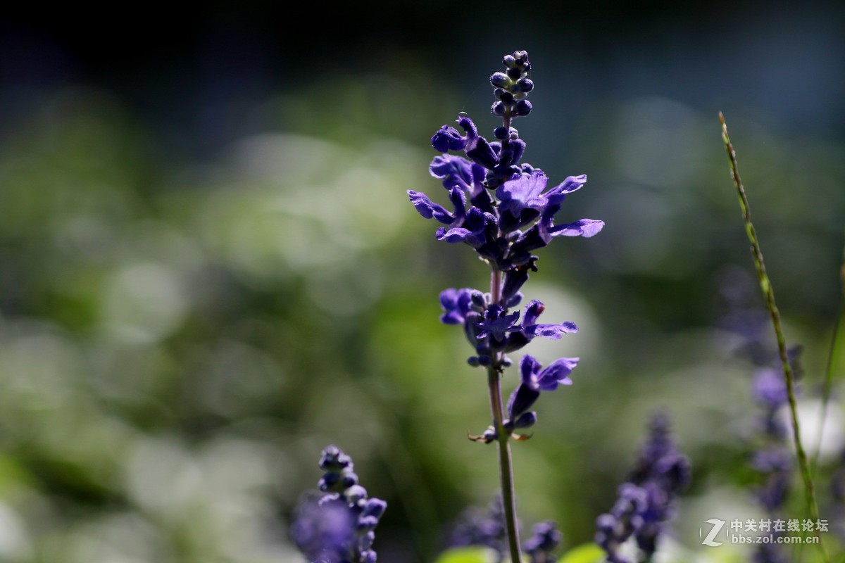 （479）   鼠尾草