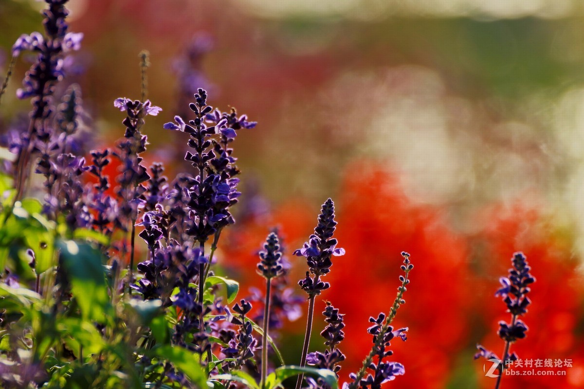 （479）   鼠尾草