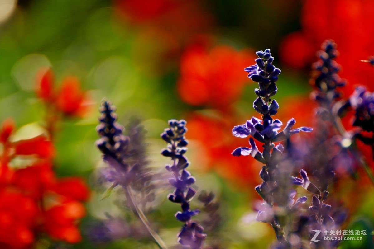 （479）   鼠尾草