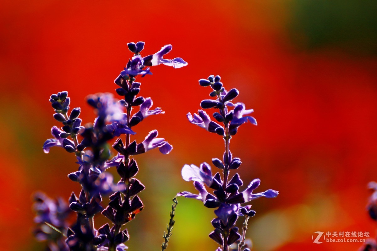 （479）   鼠尾草