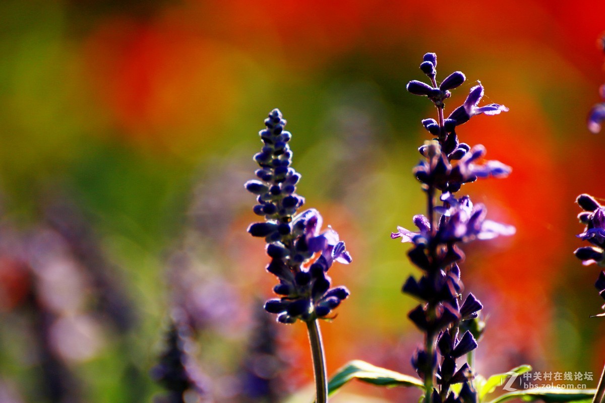 （479）   鼠尾草