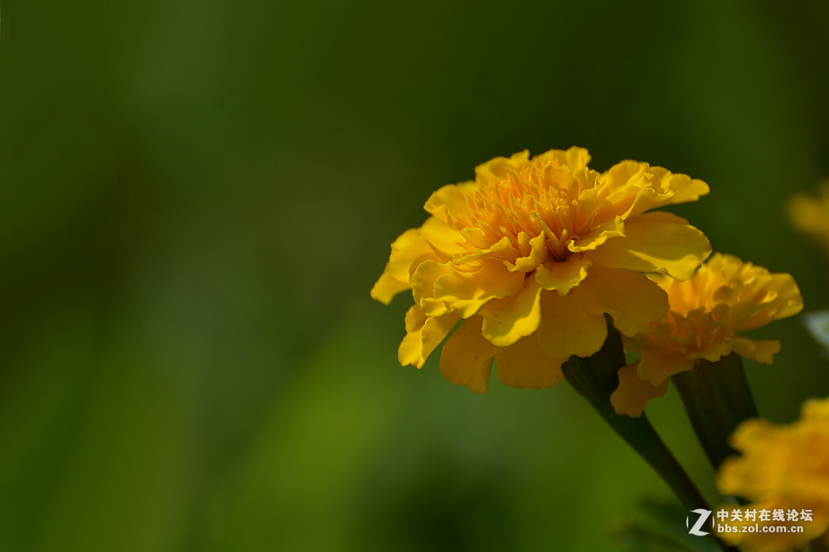 #版主坐堂# 小五星空(中国)十二月精品荟萃