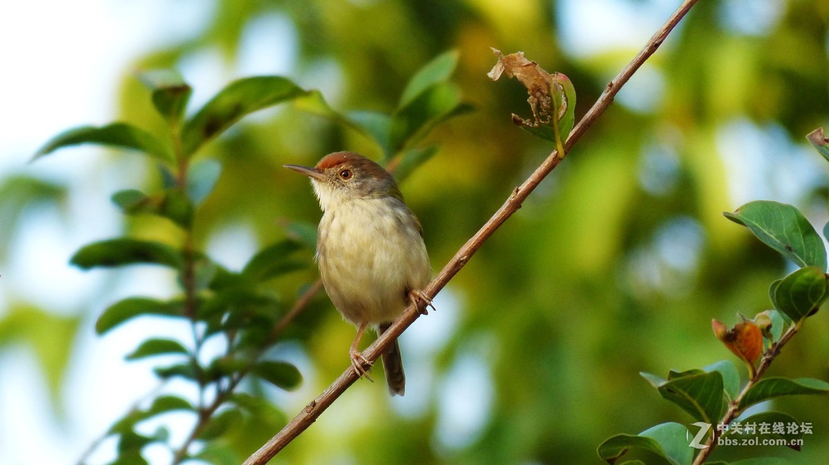#版主坐堂# 小五星空(中国)十二月精品荟萃