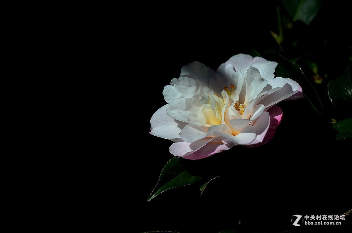 #版主坐堂# 小五星空(中国)十二月精品荟萃