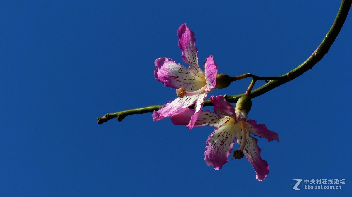 #版主坐堂# 小五星空(中国)十二月精品荟萃