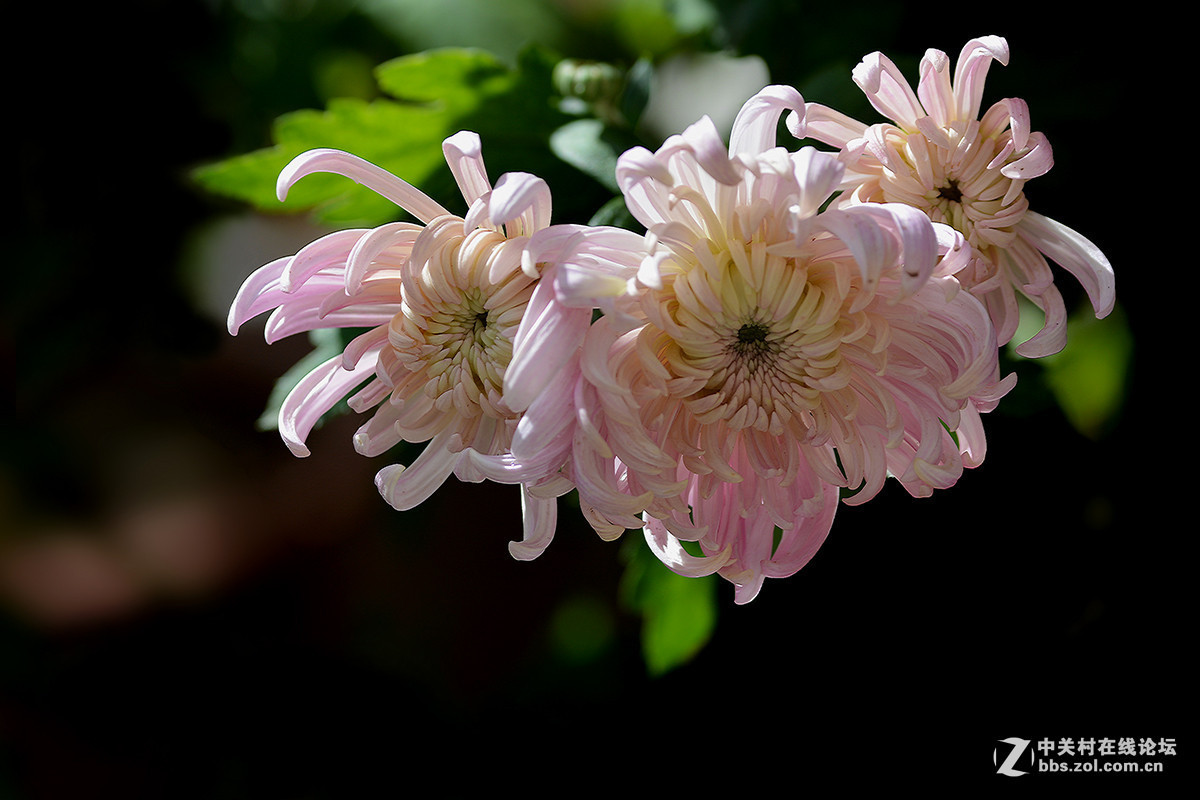 #版主坐堂# 小五星空(中国)十二月精品荟萃