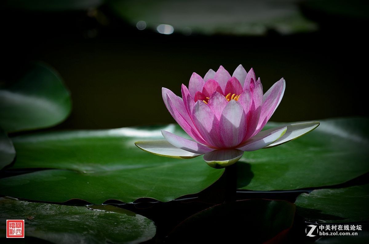 #版主坐堂# 小五星空(中国)十二月精品荟萃