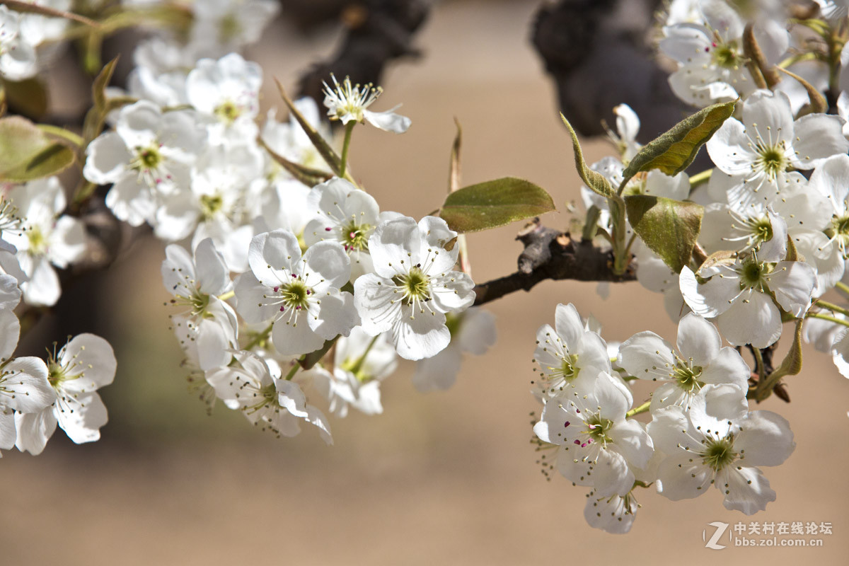 #ZOL月赛-四月物语#—又见梨花开
