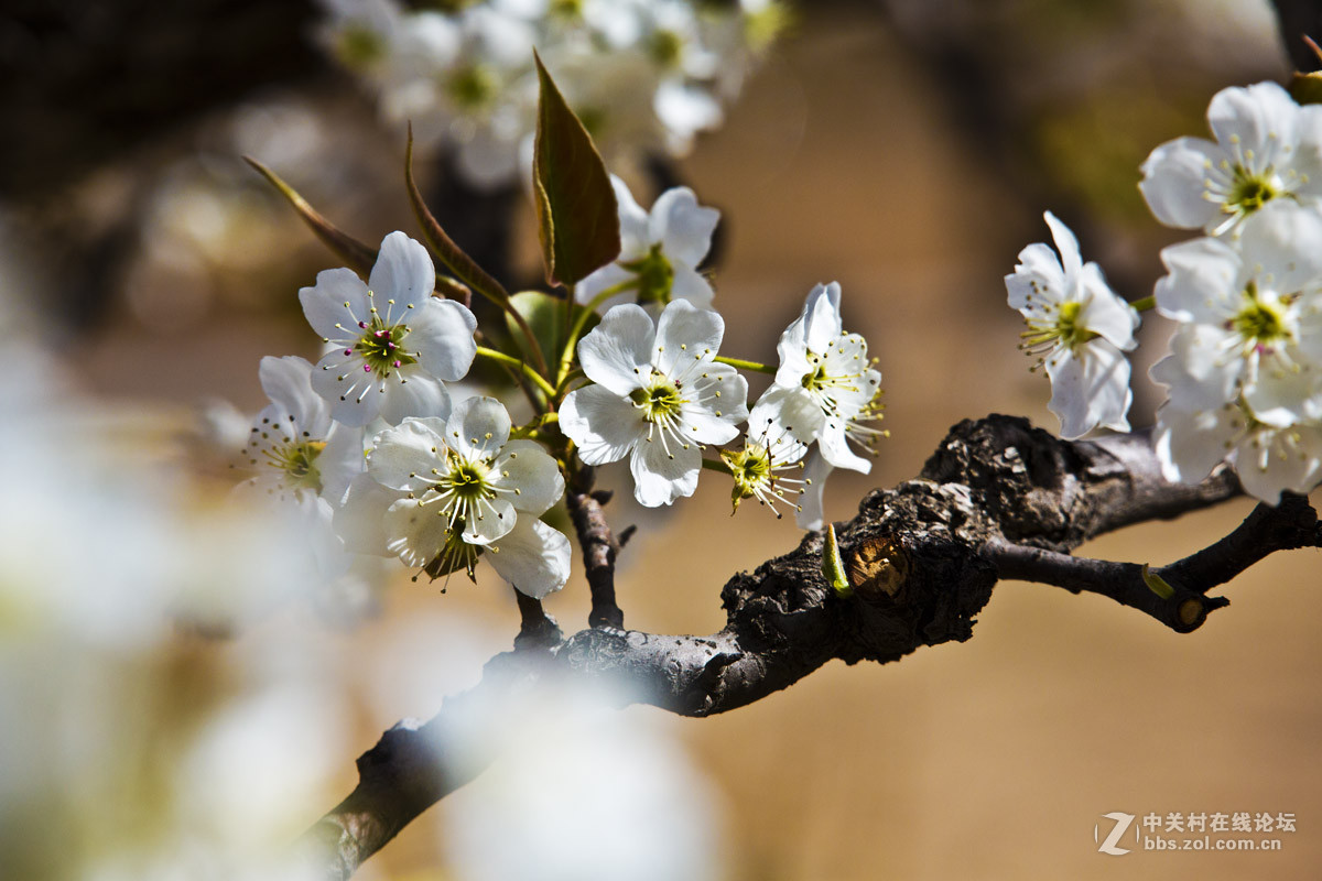 #ZOL月赛-四月物语#—又见梨花开